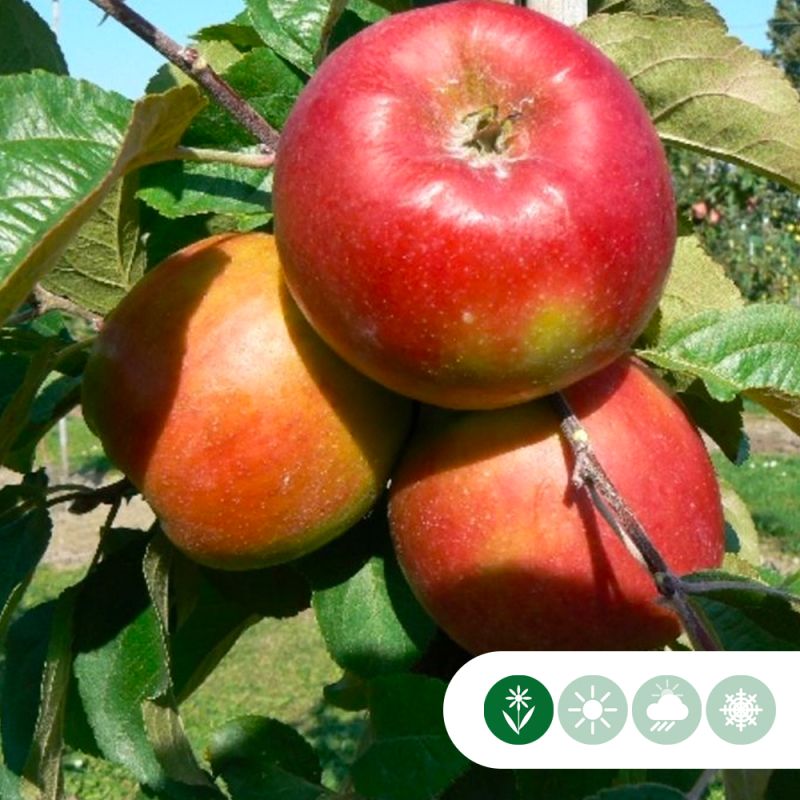 Malus Santana - leiboom