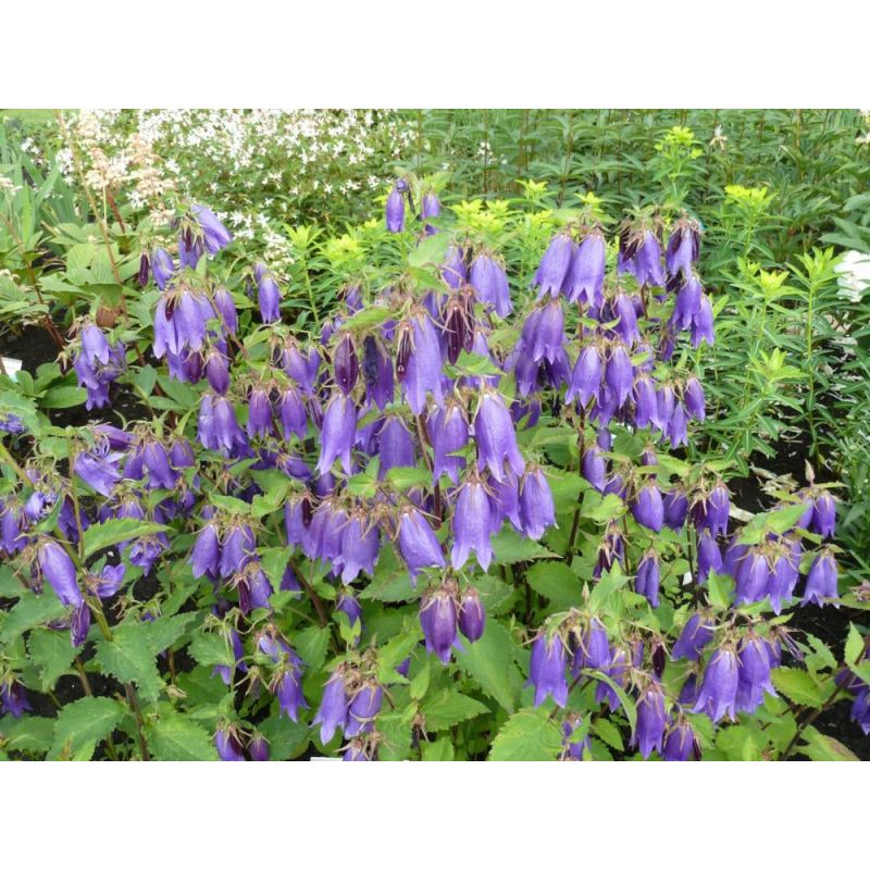 Campanula Sarastro
