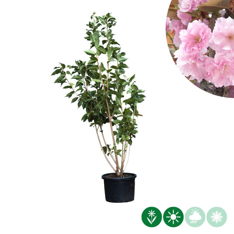 Prunus sargentii - meerstammig