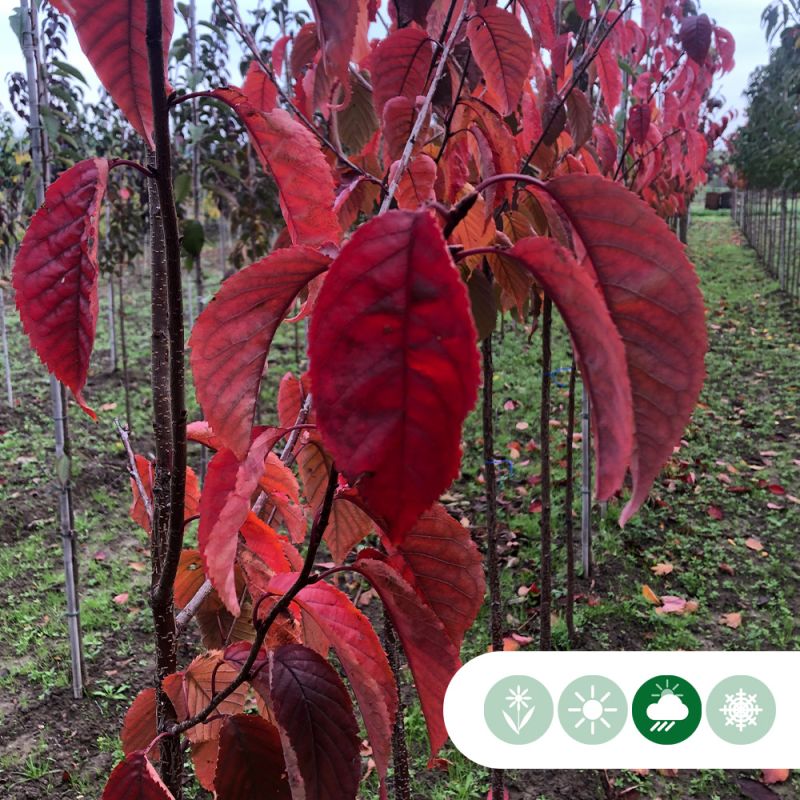 Prunus sargentii - meerstammig