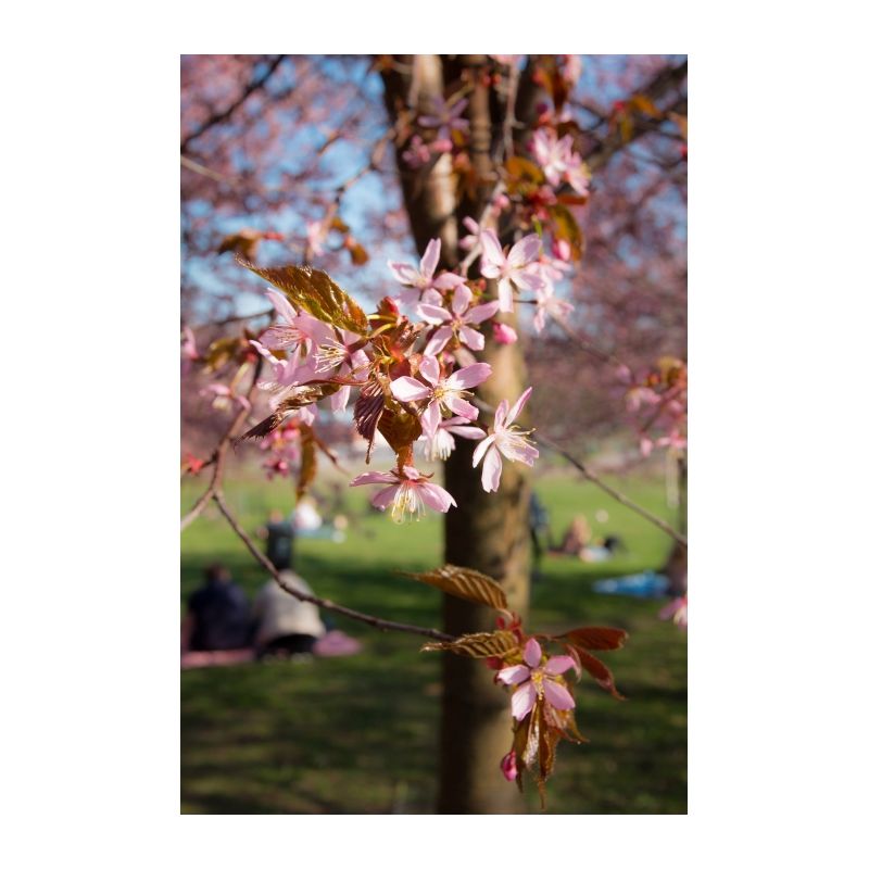 Prunus sargentii - meerstammig