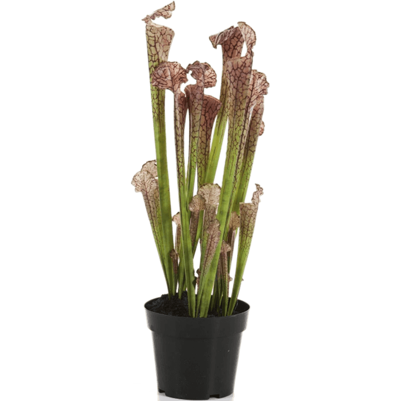 Sarracenia Brown - kunstplant