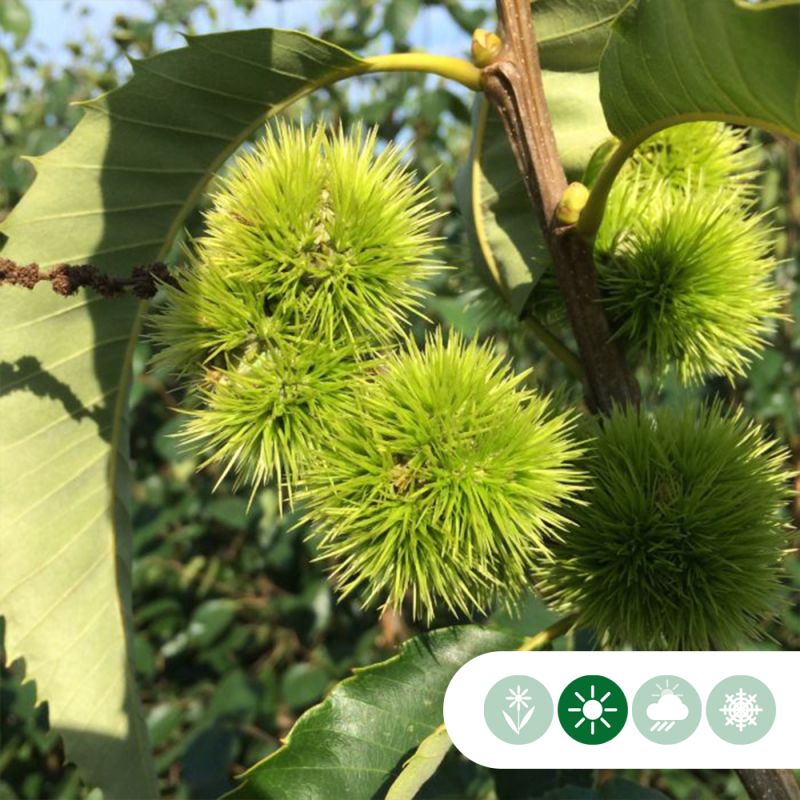 Castanea sativa - meerstammig