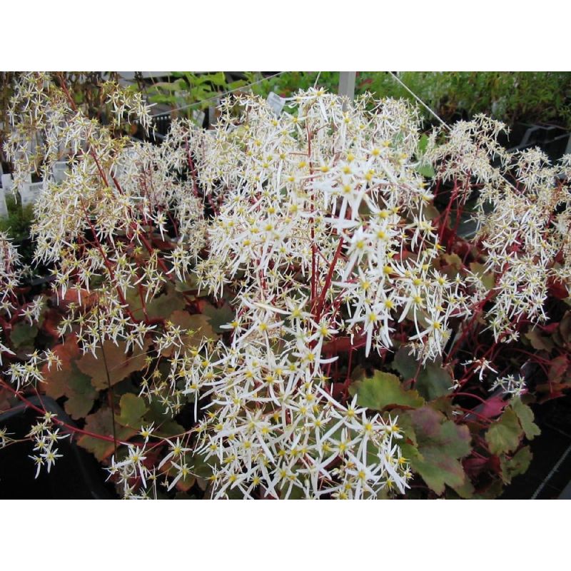 Saxifraga Rubrifolia