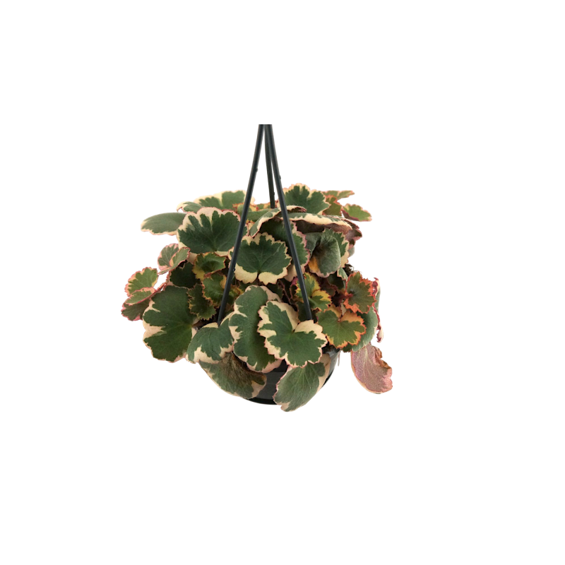 Saxifraga stolonifera Tricolor 