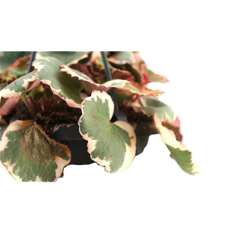 Saxifraga stolonifera Tricolor 