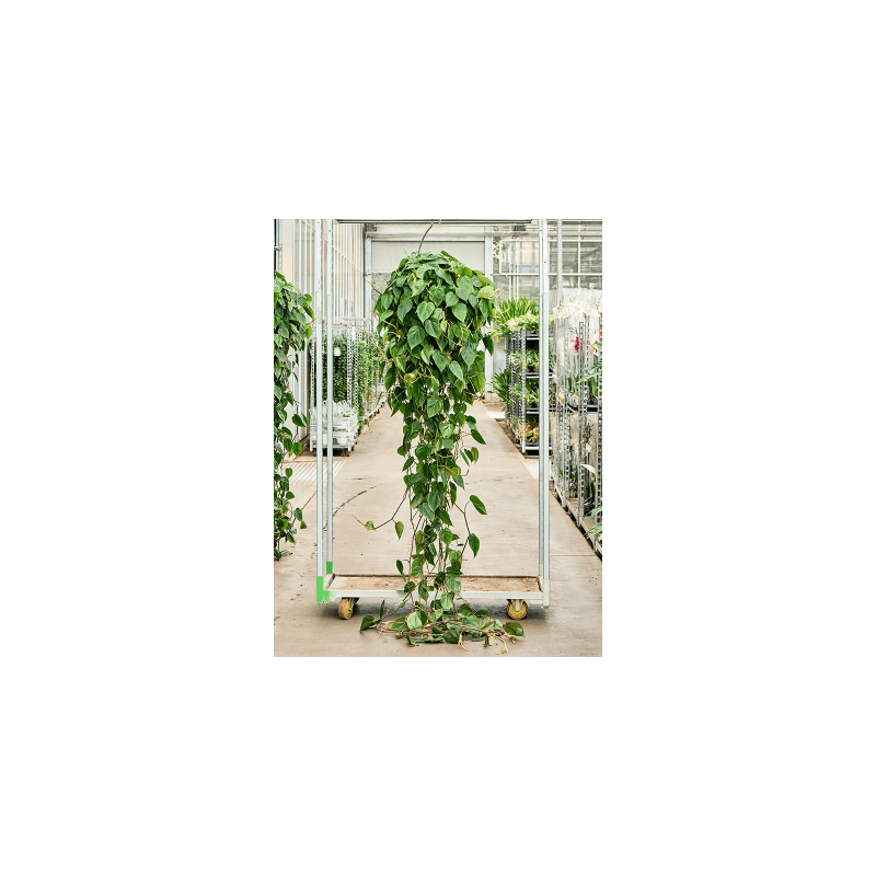 Philodendron Scandens XXL