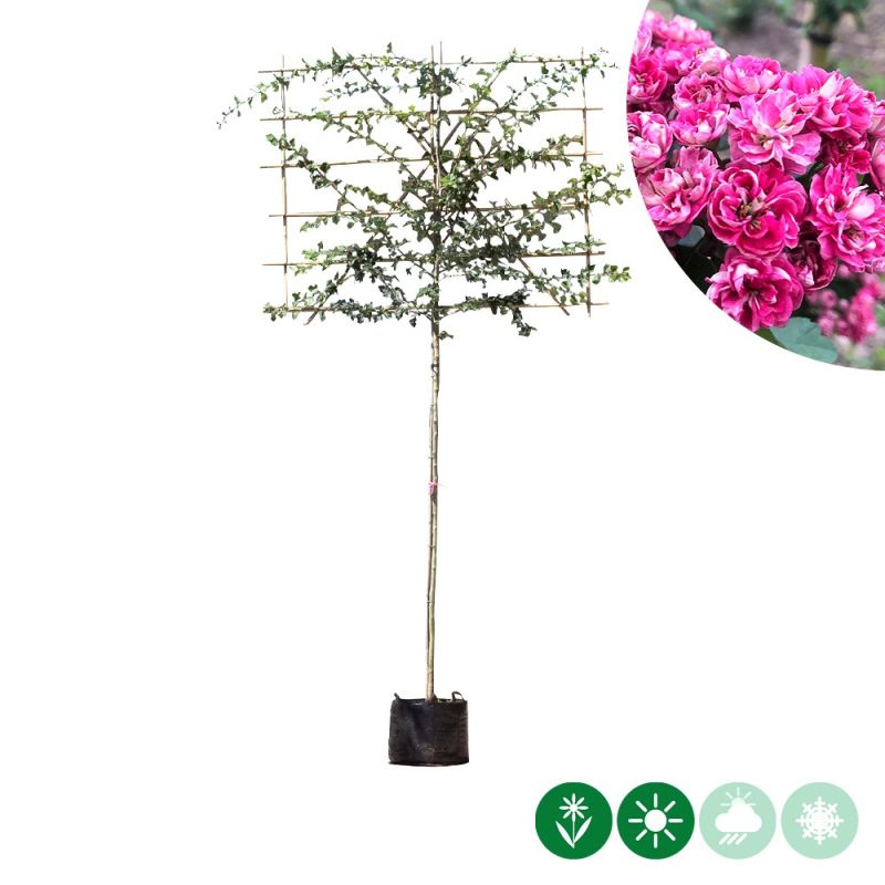 Crataegus Paul's Scarlet - leiboom
