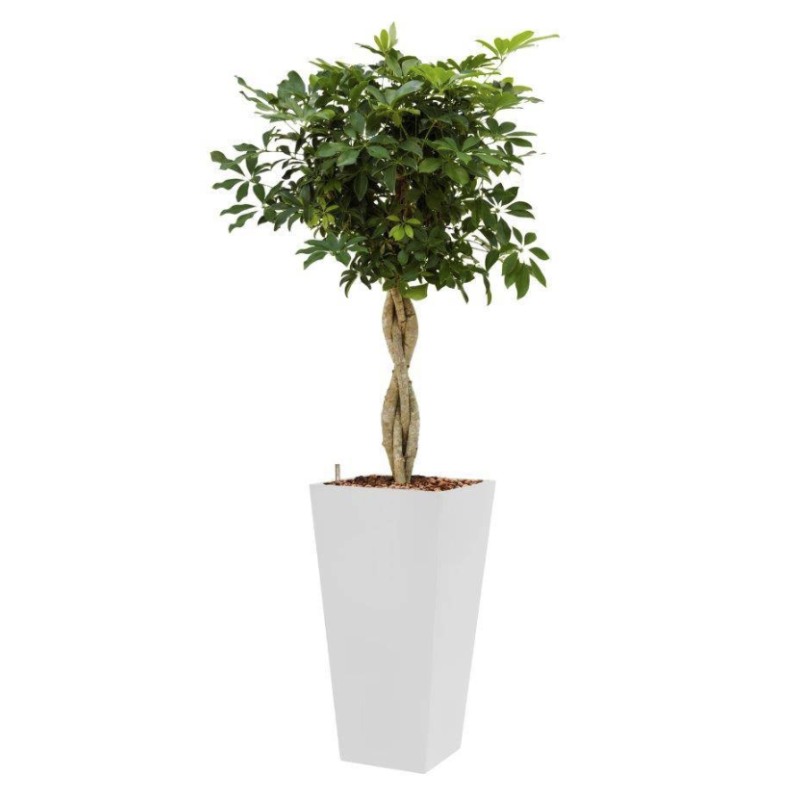 Schefflera Arboricola hydrocultuur in Runner vierkant wit