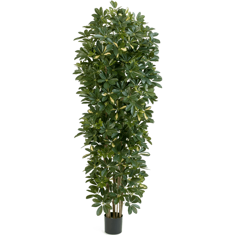 Schefflera Gold Capella - kunstplant