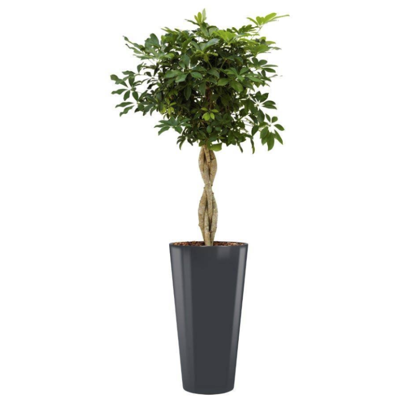 Schefflera Arboricola hydrocultuur in Runner rond antraciet