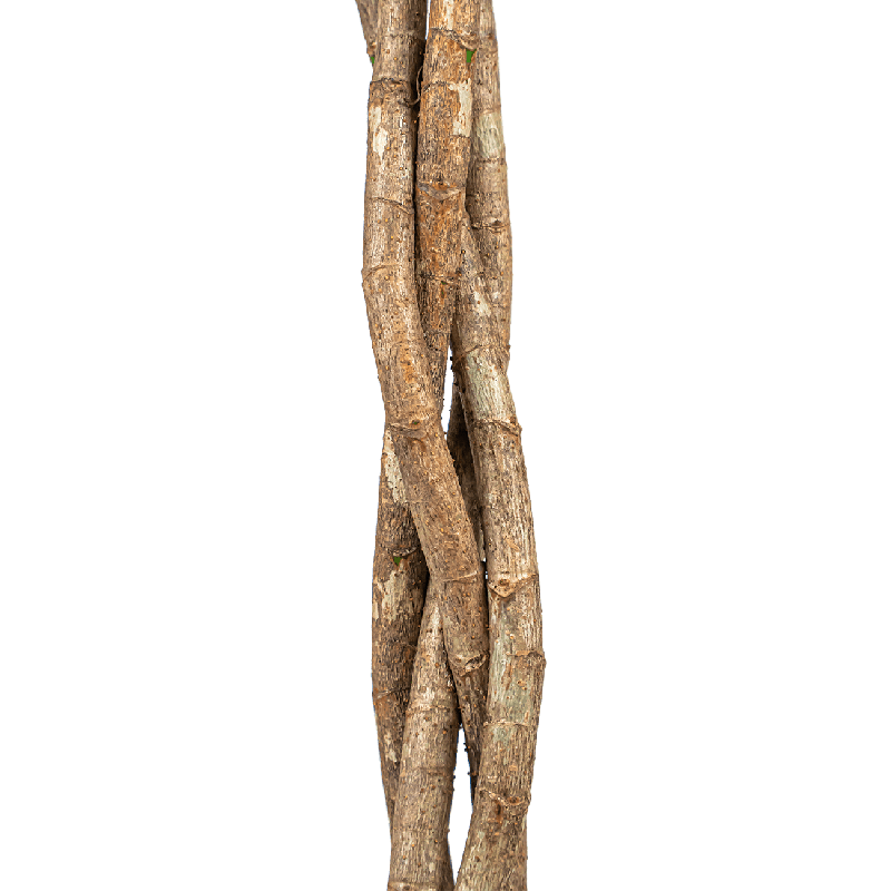 Schefflera arboricola gevlochten stam 