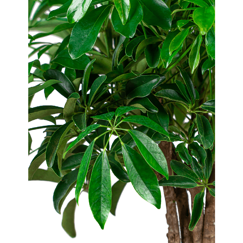 Schefflera Arboricola gevlochten stam 