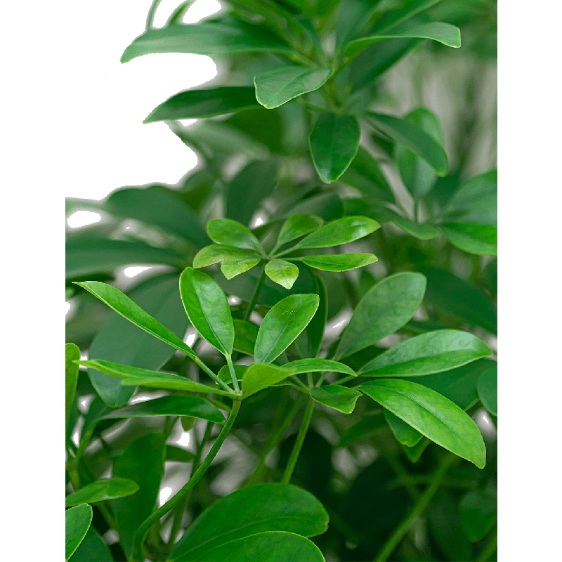 Schefflera Arboricola bush