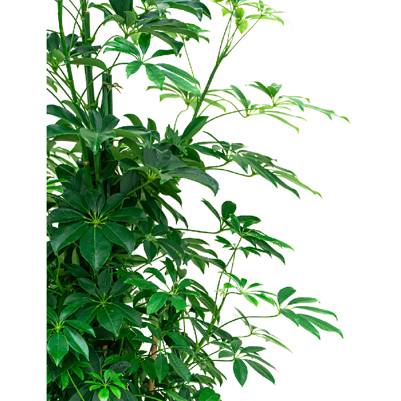 Schefflera Arboricola piramide