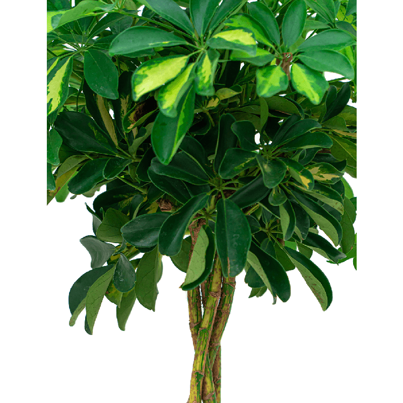 Schefflera Gold Capella gevlochten stam