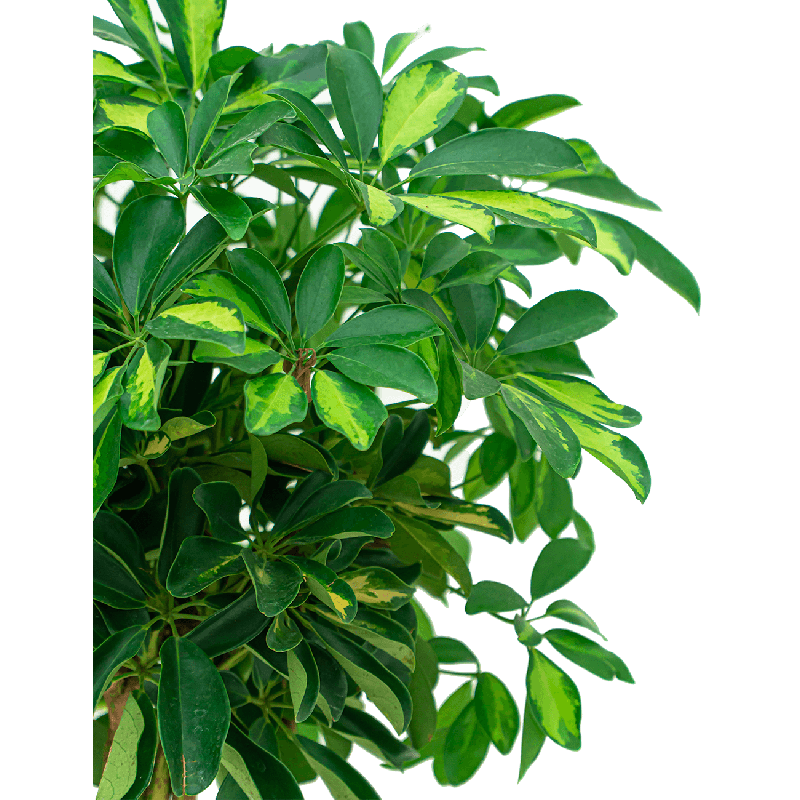 Schefflera Gold Capella gevlochten stam