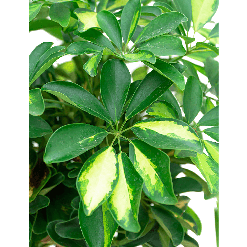 Schefflera Gold Capella gevlochten stam