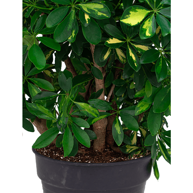 Schefflera Gold Capella vertakt