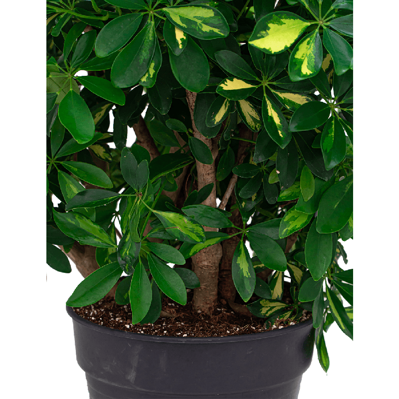 Schefflera Arboricola Gold Capella vertakt