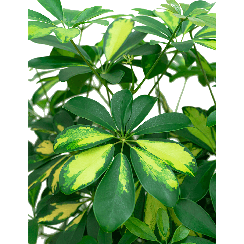 Schefflera Gold Capella vertakt