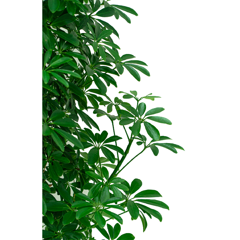 Schefflera Compacta toef