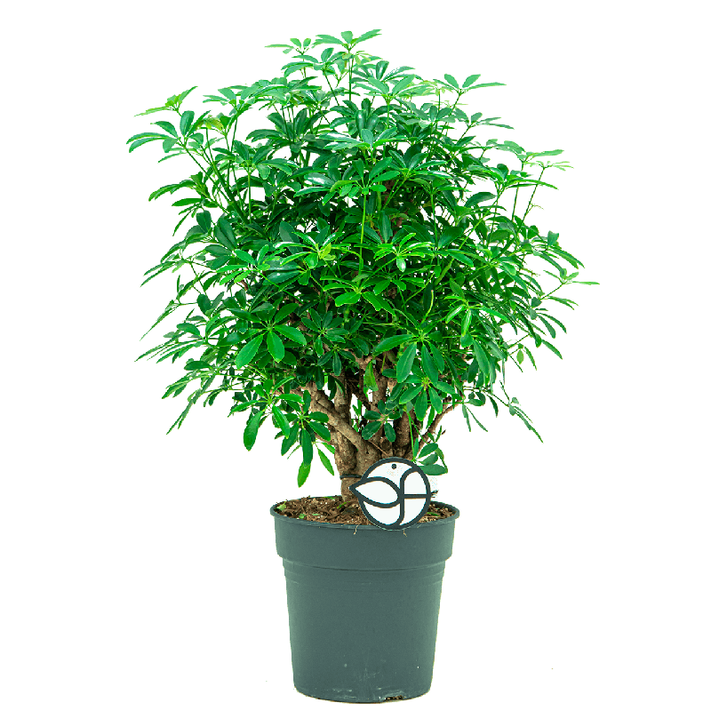 Schefflera Luseana vertakt