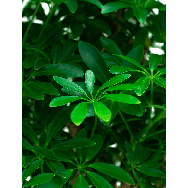Schefflera Luseana vertakt