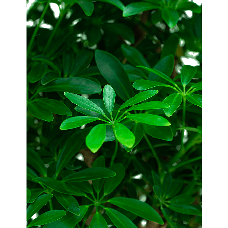 Schefflera Arboricola Luseana