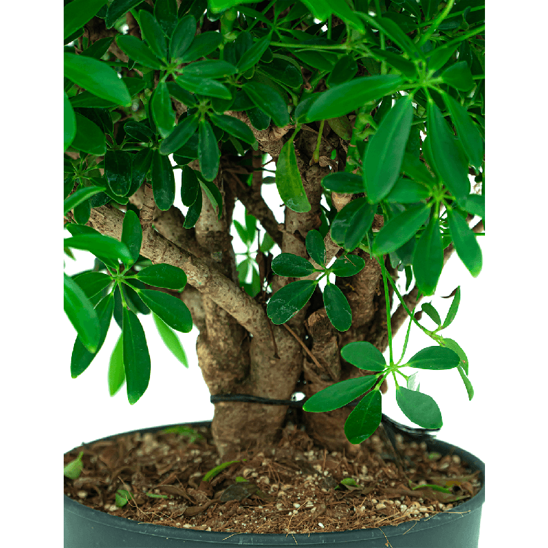 Schefflera Luseana vertakt