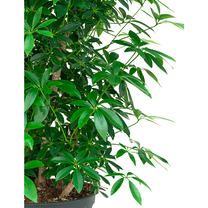 Schefflera Arboricola vertakt