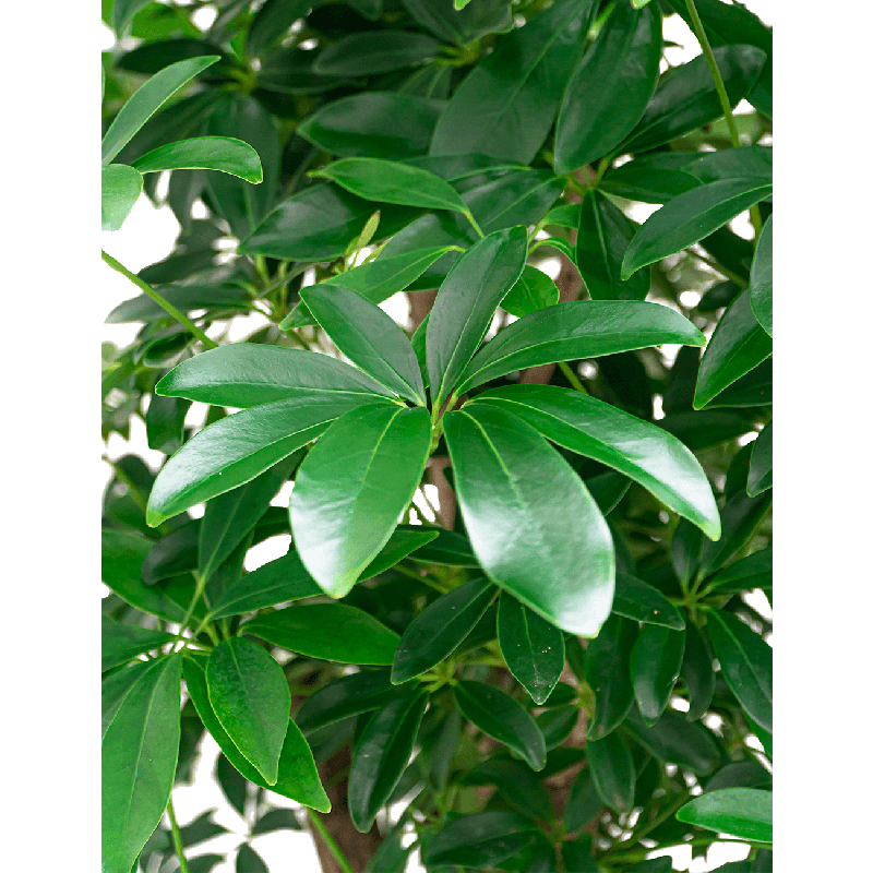 Schefflera Arboricola vertakt