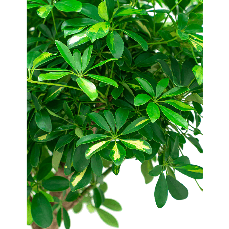 Schefflera Gold Capella gevlochten stam