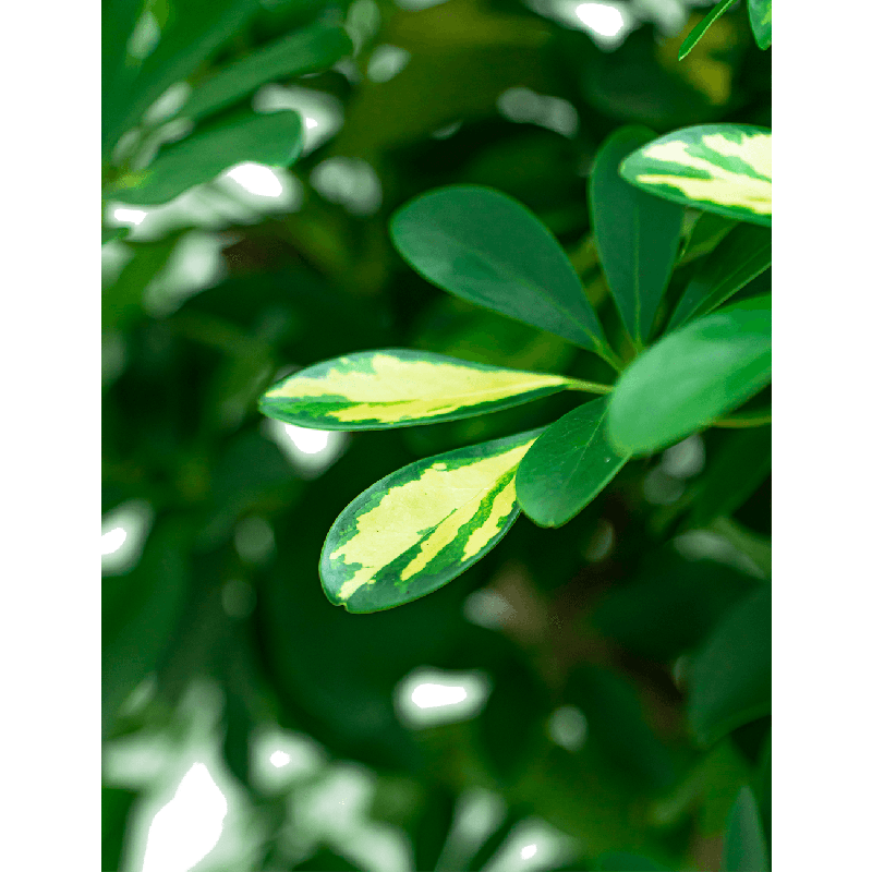 Schefflera Gold Capella gevlochten stam
