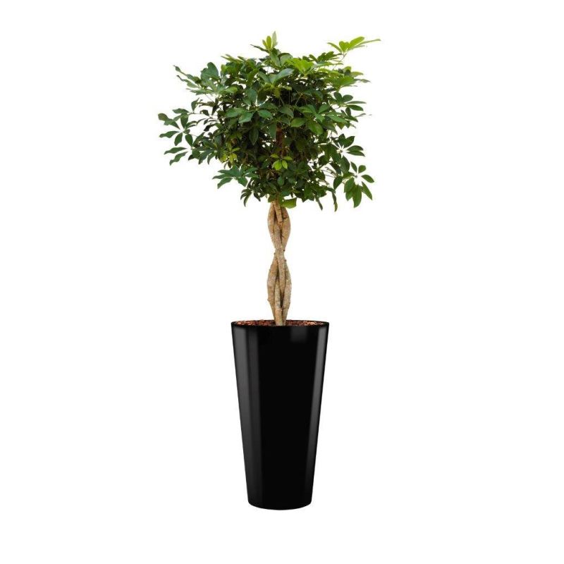 Schefflera Arboricola hydrocultuur in Runner rond black