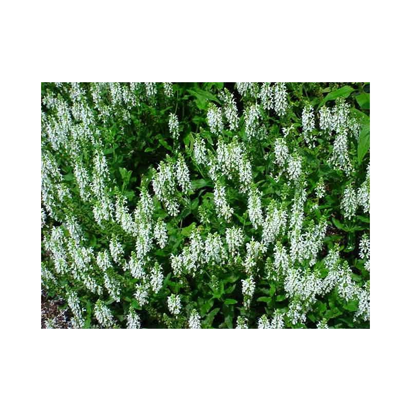 Salvia Schneehugel 