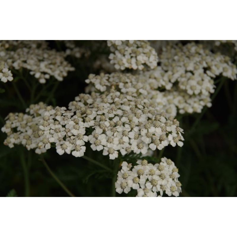 Achillea Schneetaler - biologisch