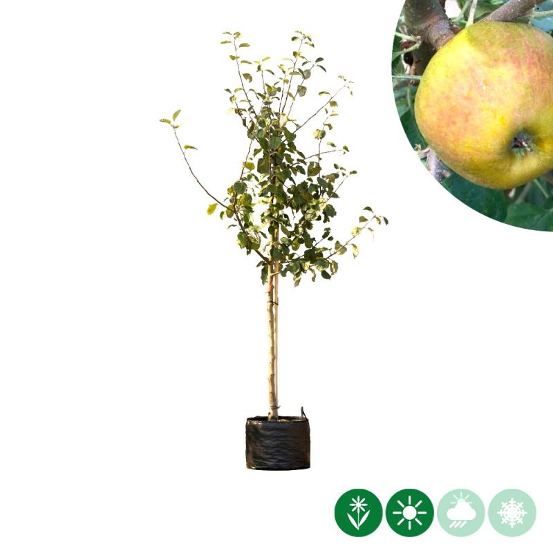 Malus Schone van Boskoop - halfstam