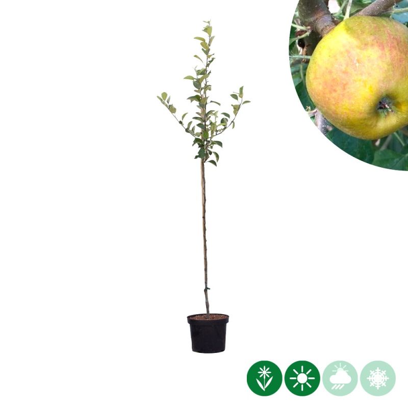 Malus Schone van Boskoop