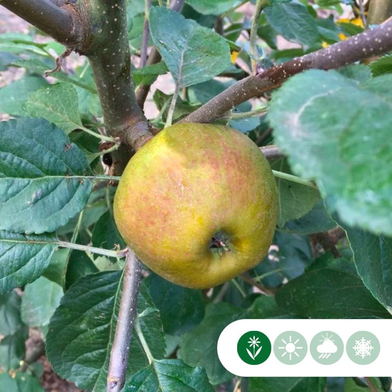 Malus Schone van Boskoop - halfstam