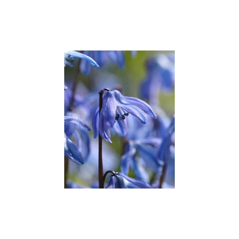 Scillia siberica - 50 stuks
