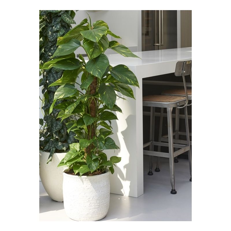 Scindapsus Aureum mosstok