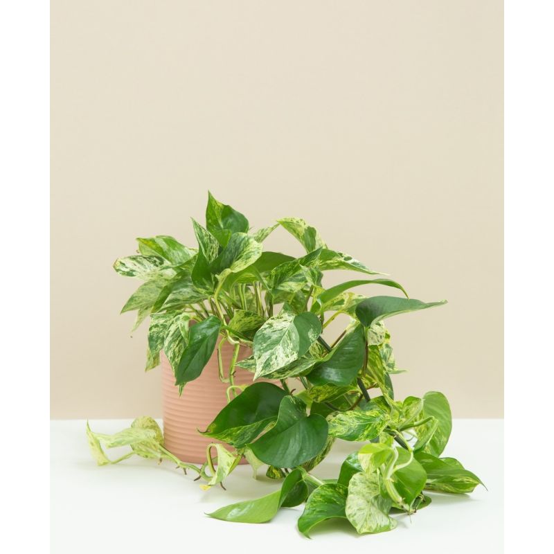 Scindapsus Marble Queen