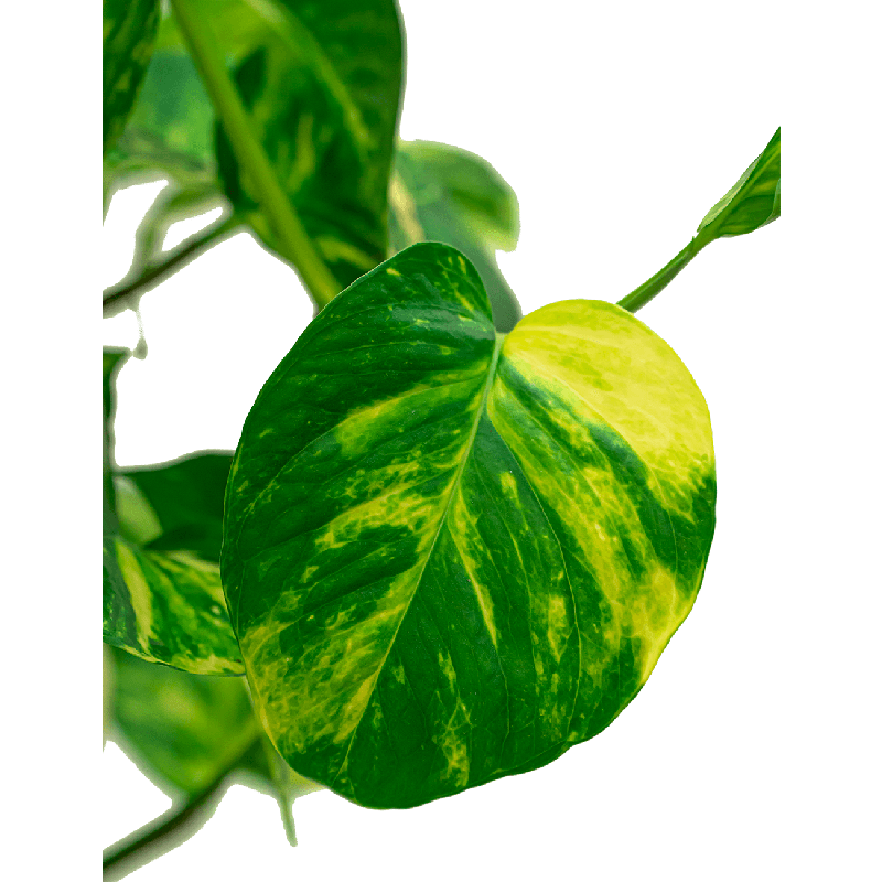 Scindapsus Aureum piramide