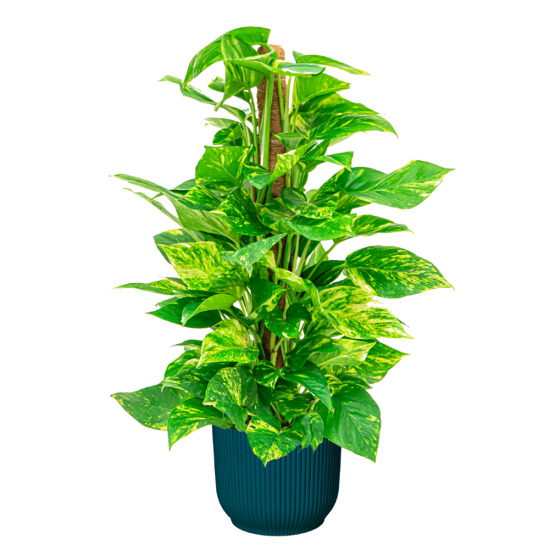 Scindapsus Aureum in Vibes blauw
