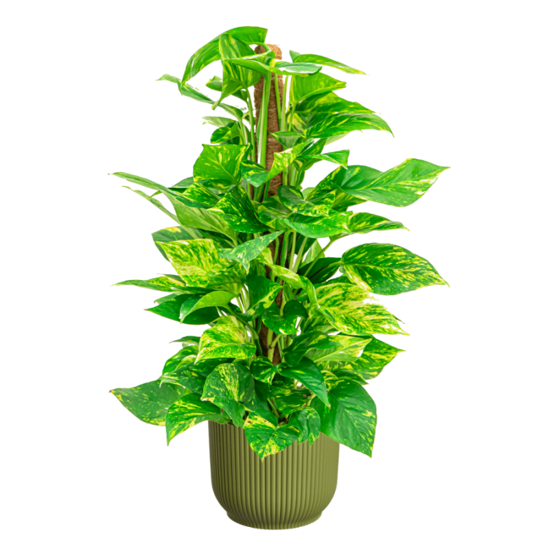 Scindapsus Aureum in Vibes groen