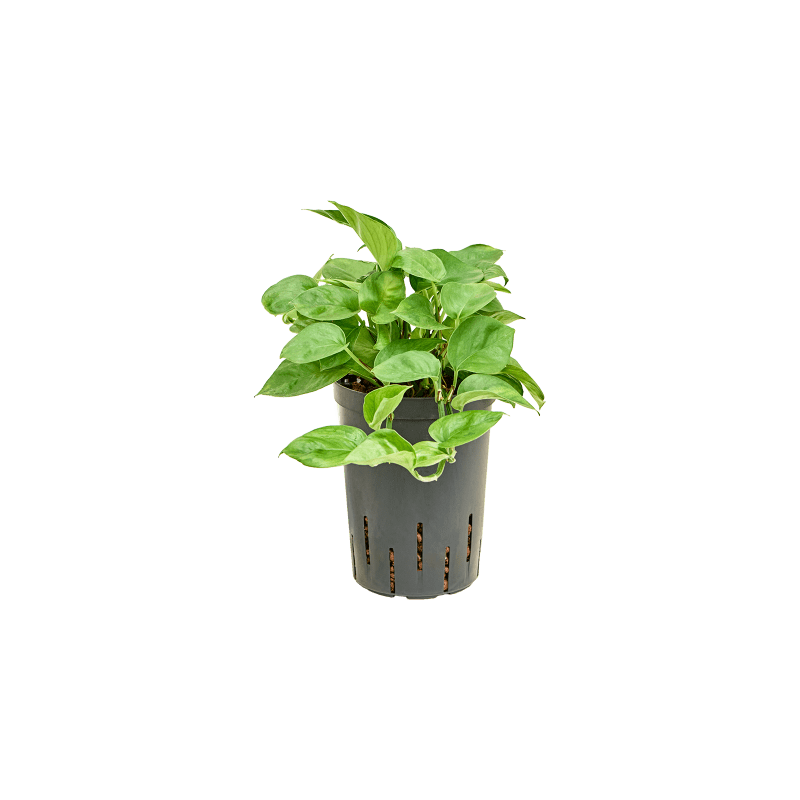 Scindapsus Manjula Green