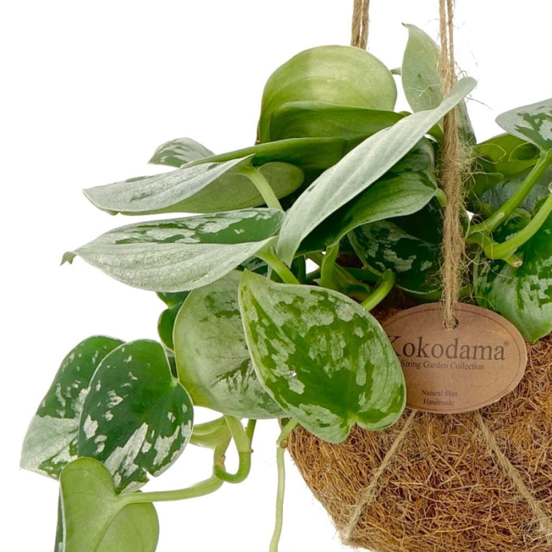 Scindapsus Pictus in Kokodama