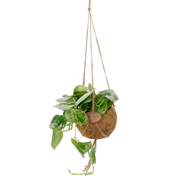 Scindapsus Pictus in Kokodama