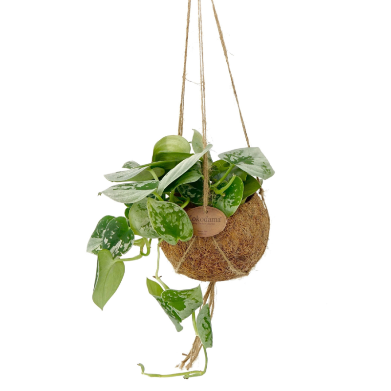 Scindapsus Pictus in Kokodama